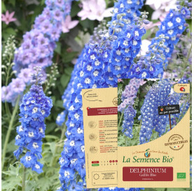 DELPHINIUM Galilée Blue  Bio