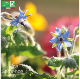 BOURRACHE officinale -...