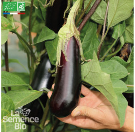 AUBERGINE de Barbentane - Graines Bio