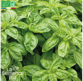 BASILIC Grand Vert Genovese - Graines Bio