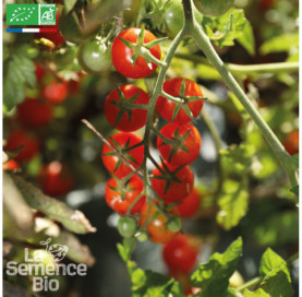 TOMATE cerise rouge -...