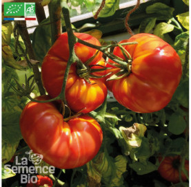 TOMATE Marmande VF - Graines Bio