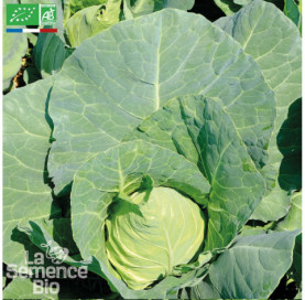 CHOU CABUS blanc Cœur de Bœuf des Vertus - Graines Bio