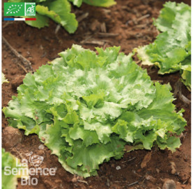 CHICORÉE scarole Bubikopf 3 - Graines Bio