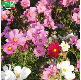 COSMOS Sensation en mélange - Graines Bio