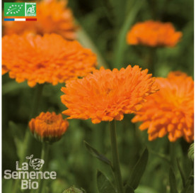 SOUCI Calendula officinal -...