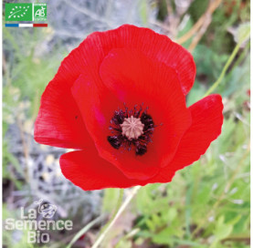 COQUELICOT - Graines Bio