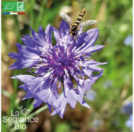 BLEUET des champs - Graines...