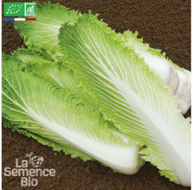 CHOU DE CHINE Pé-tsaï Granaat - Graines Bio