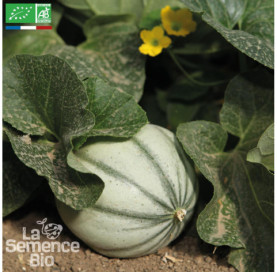 MELON Charentais superprécoce du Roc - Védrantais - Graines Bio