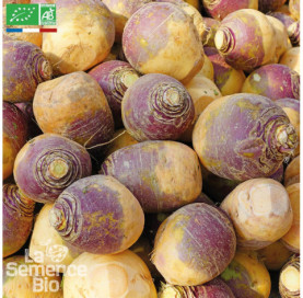 RUTABAGA Friese Gele - Graines Bio