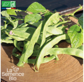 HARICOT vert plat à rame Vitalis - Graines Bio