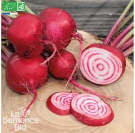 BETTERAVE Chioggia -...