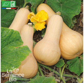 COURGE musquée Butternut -...