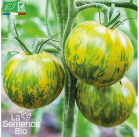 TOMATE Green Zebra - Graines Bio