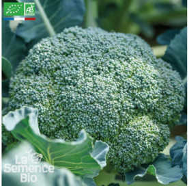 CHOU BROCOLI Calabrais...