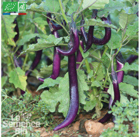AUBERGINE Japanese Pickling...