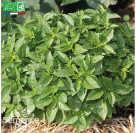 BASILIC Marseillais - Graines Bio