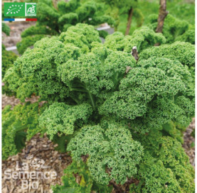 CHOU KALE frisé Halbhoher - Graines Bio