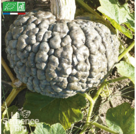 COURGE Marina di Chioggia - Graines Bio