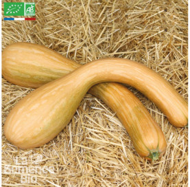 COURGE longue de Nice - Graines Bio