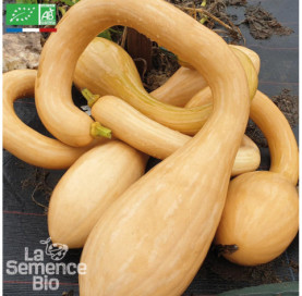 COURGE  Tromba d'Albenga - Graines Bio