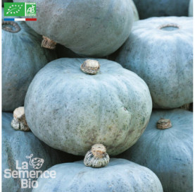 COURGE POTIRON bleu de Hongrie - Graines Bio