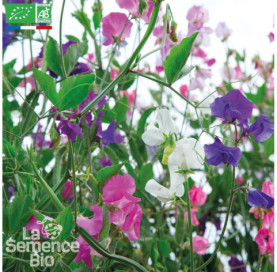POIS DE SENTEUR en mélange - Graines Bio