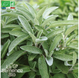 SAUGE officinale - Graines Bio