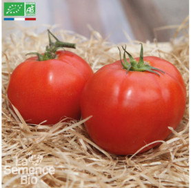 TOMATE Merveille des...