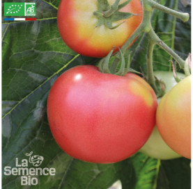TOMATE Rose de Berne -...