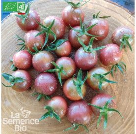 TOMATE cerise Black Cherry...