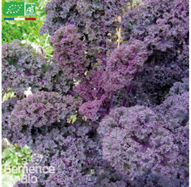 CHOU KALE Roter Krauser - Graines Bio