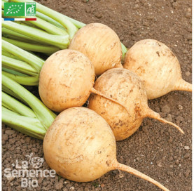 NAVET jaune Boule d'Or - Graines Bio