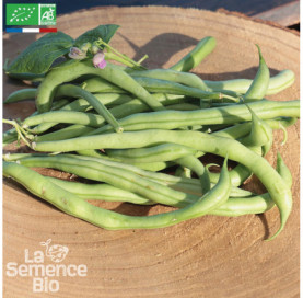 HARICOT vert à rame Emerite...