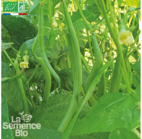 HARICOT vert nain...