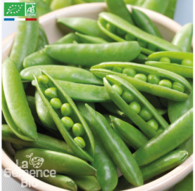 POIS à écosser demi-rame Rondo - Graines Bio