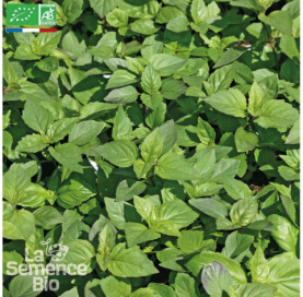 BASILIC citron - Graines Bio