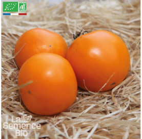 TOMATE Orange Queen - Graines Bio