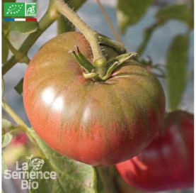 TOMATE Black from Tula - Graines Bio