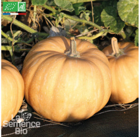 COURGE Carat - Graines Bio