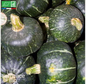 COURGE Buttercup - Graines Bio