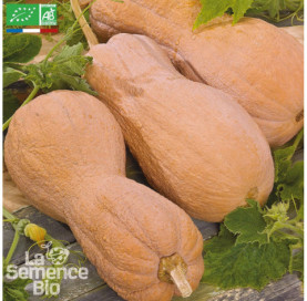 COURGE Violina - Graines Bio