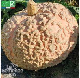 COURGE Galeuse d'Eysines Bio