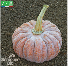 COURGE Futsu Black - Graines Bio