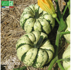 COURGE Sweet Dumpling Patidou - Graines Bio