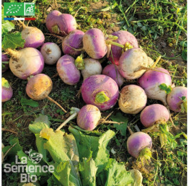 NAVET blanc globe à collet violet - Graines Bio