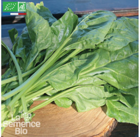 BLETTE Liscia Verde da Taglio - Graines Bio