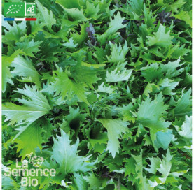 JEUNES POUSSES Mizuna - Graines Bio