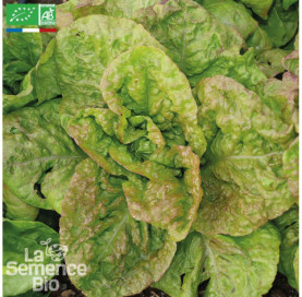 LAITUE romaine Grasse de Morges - Graines Bio